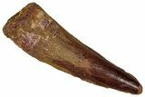 Fossil Spinosaurus Tooth - Real Dinosaur Tooth #350087-1